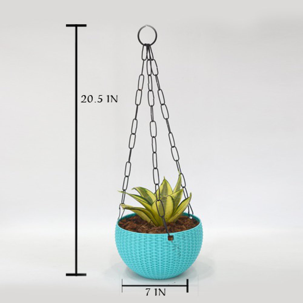 Hanging Oxygen Plant | Plant With Hanging Basket - Air Purifier Plant - Indoor/Outdoor Plant