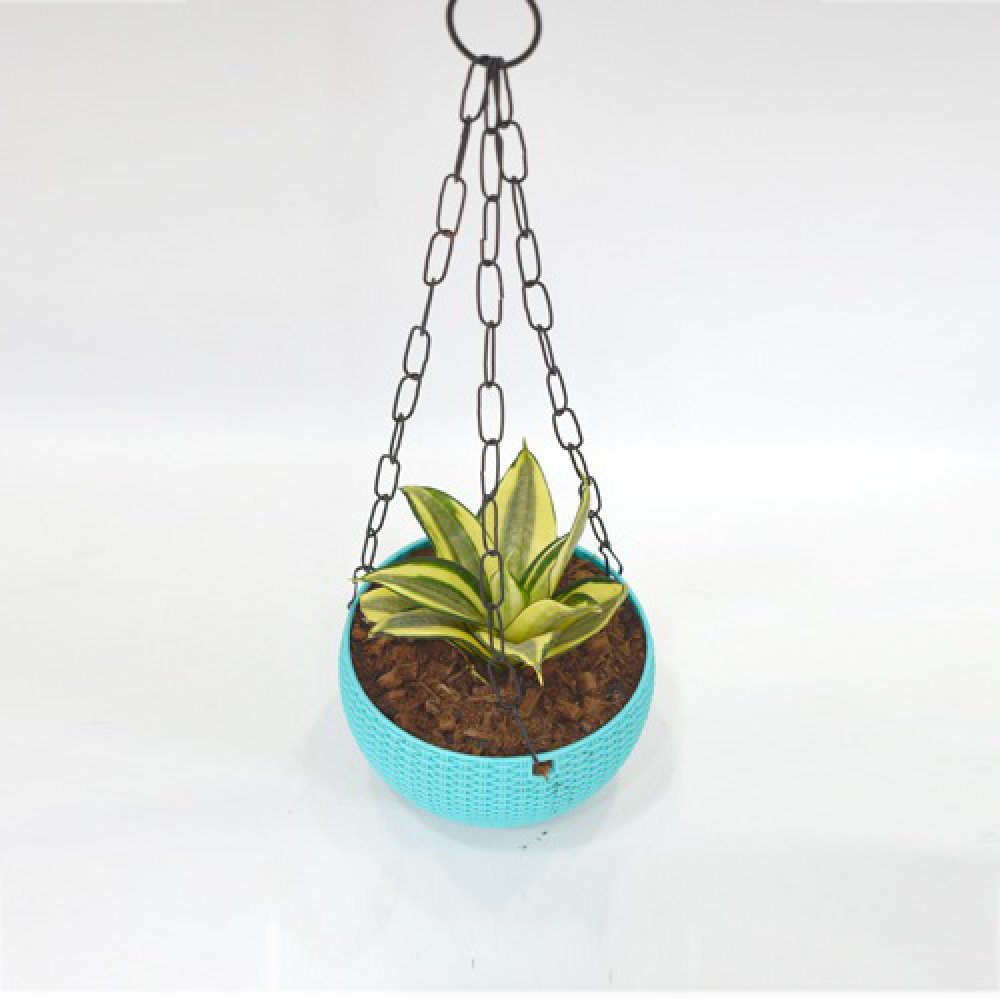 Hanging Oxygen Plant | Plant With Hanging Basket - Air Purifier Plant - Indoor/Outdoor Plant