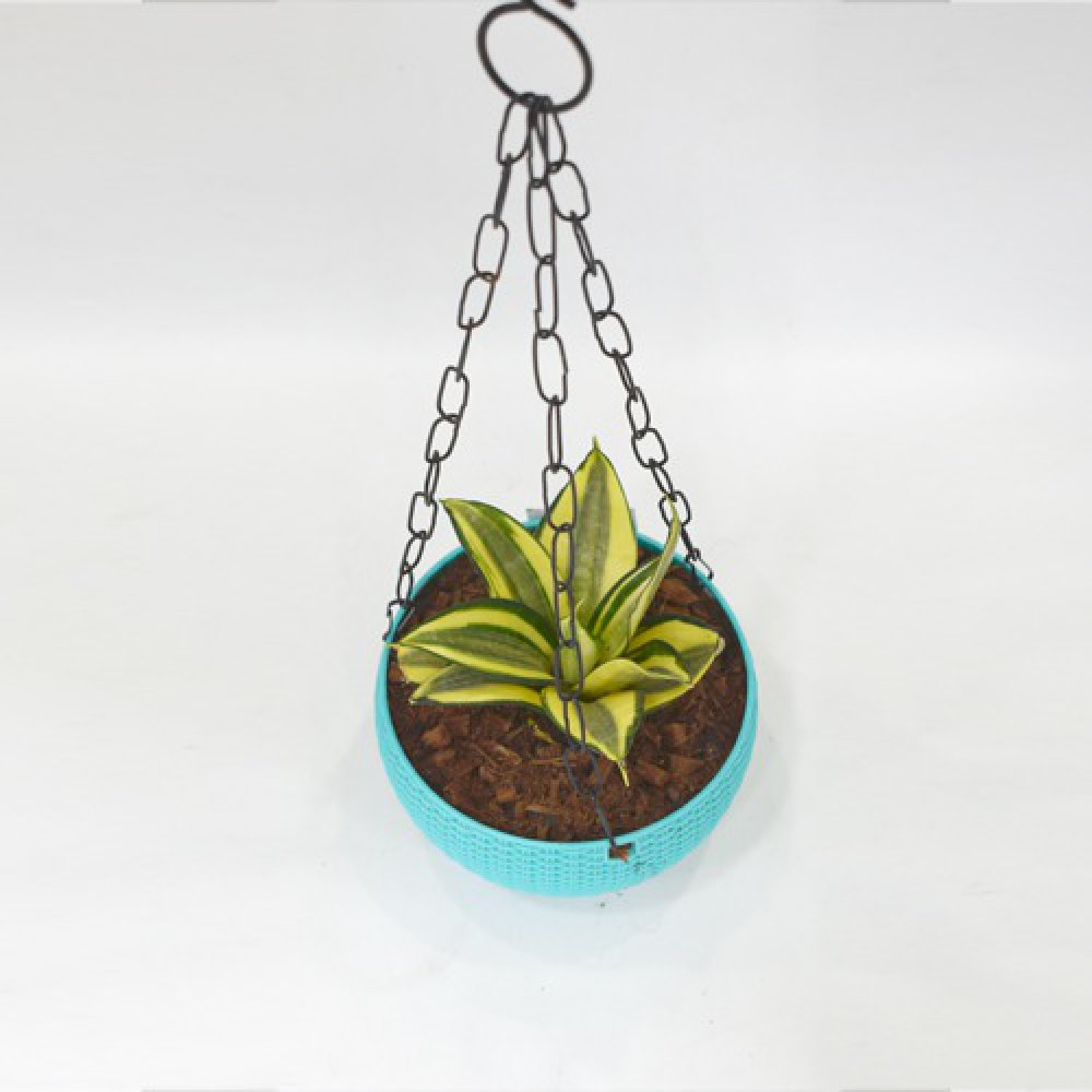 Hanging Oxygen Plant | Plant With Hanging Basket - Air Purifier Plant - Indoor/Outdoor Plant