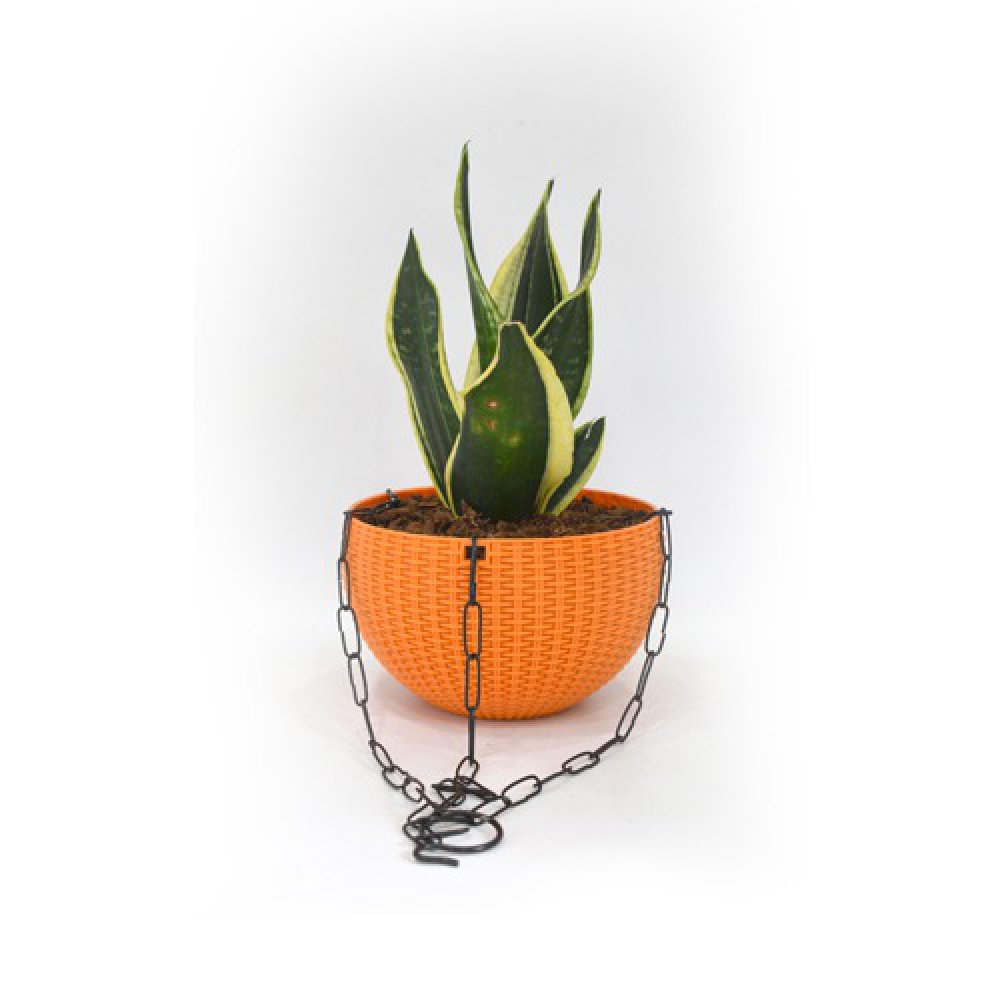 Snake Plant Hanging | Air Purifying Snake Plant (Sansevieria Golden) with Hanging Pot