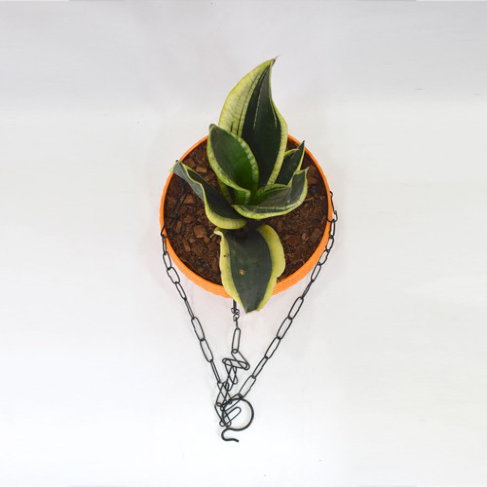 Snake Plant Hanging | Air Purifying Snake Plant (Sansevieria Golden) with Hanging Pot