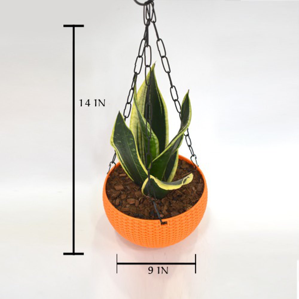 Snake Plant Hanging | Air Purifying Snake Plant (Sansevieria Golden) with Hanging Pot