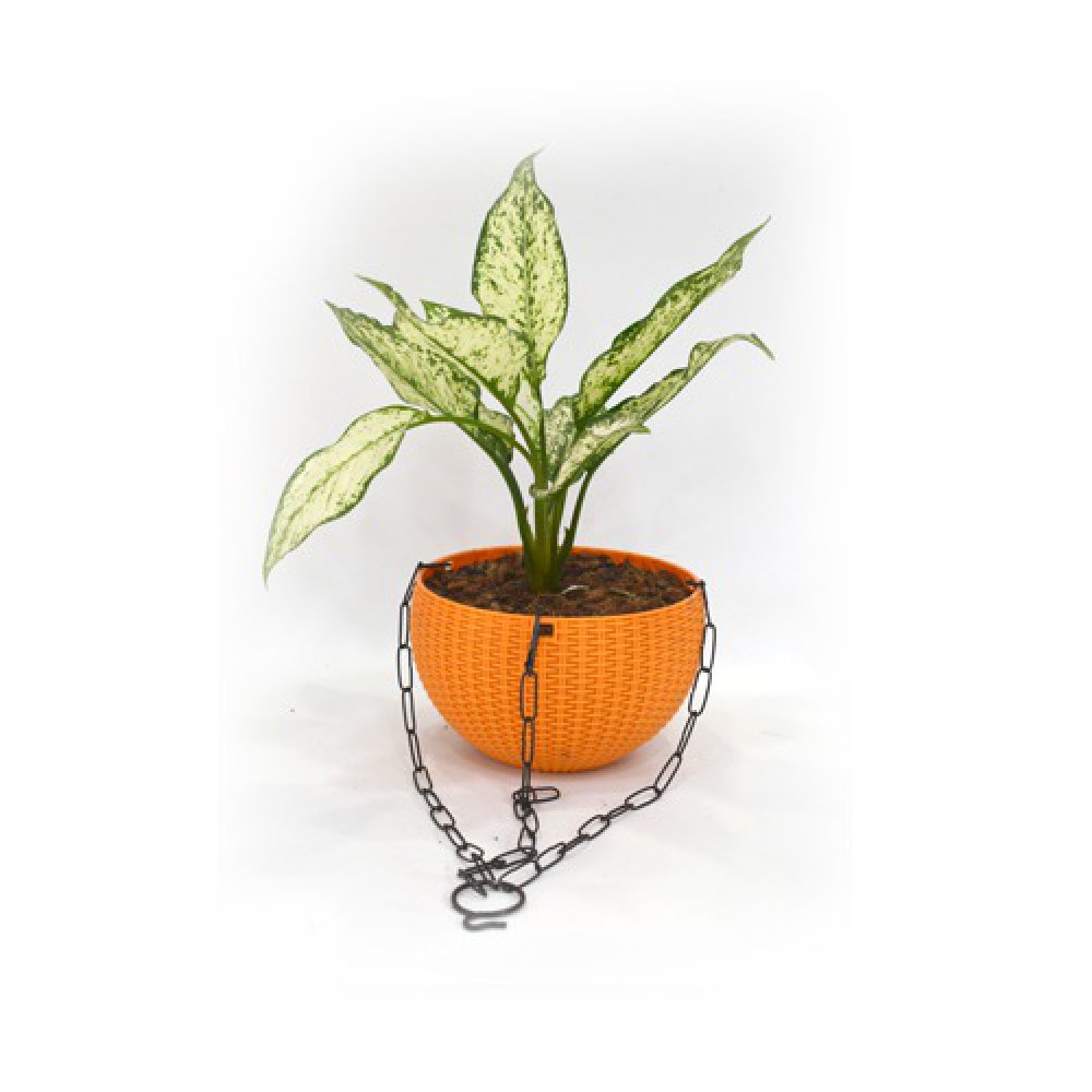 Aglomania Hanging Plant | Hanging Flower Pot - Decorative Items For Home, Gift, Living Room, Bedroom, Balcony, Office