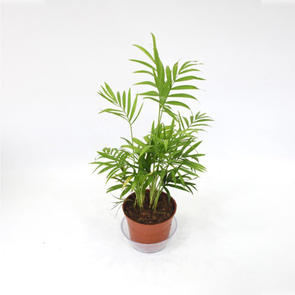 Bamboo Palm Plant | Green Air Purifying Live Bamboo Palm Plant For Home & Indoors