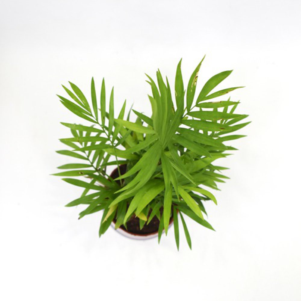 Bamboo Palm Plant | Green Air Purifying Live Bamboo Palm Plant For Home & Indoors