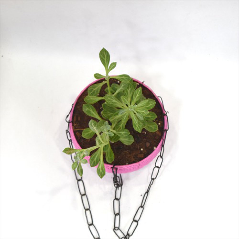 Succulents Hanging Plant | Hanging Succulent Plant Hanging Rope