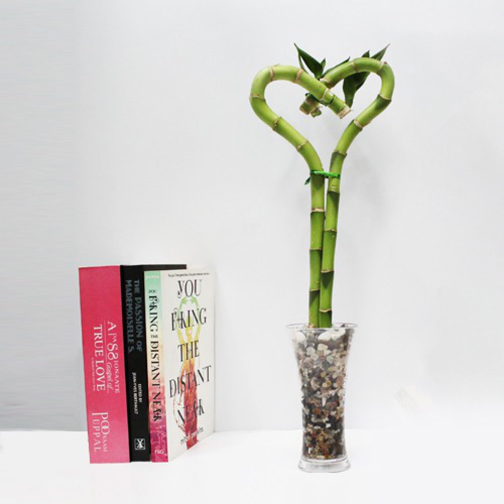 Heart Shape Lucky Bamboo Plant | Bamboo Plant | Heart Arrangement Lucky Bamboo Plant