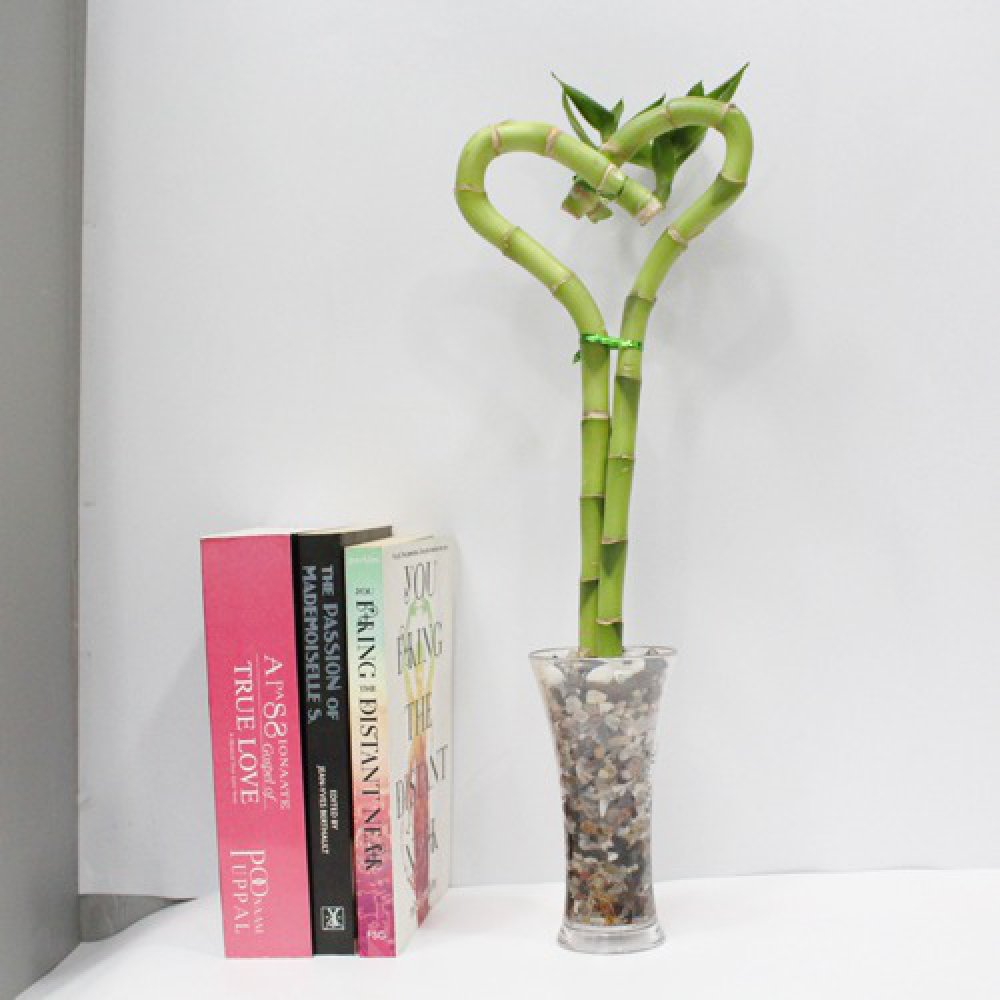 Heart Shape Lucky Bamboo Plant | Bamboo Plant | Heart Arrangement Lucky Bamboo Plant