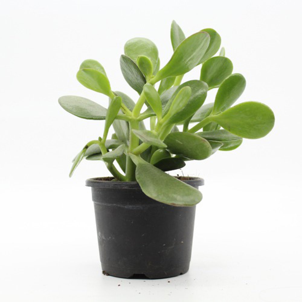 Crassula Ovata Plant (Good Luck Vastu Plant) | Lucky Plant Jade Plant Crassula ovata, Friendship Tree, Indoor Green Live Table Plant