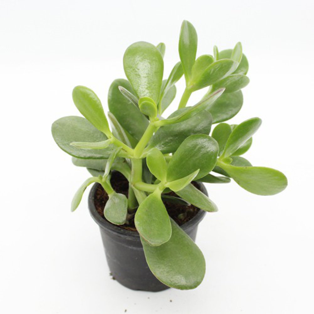 Crassula Ovata Plant (Good Luck Vastu Plant) | Lucky Plant Jade Plant Crassula ovata, Friendship Tree, Indoor Green Live Table Plant