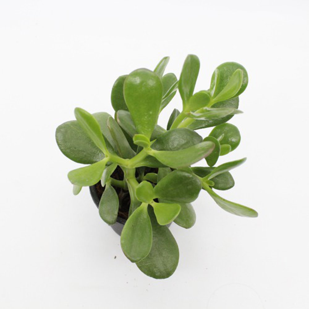 Crassula Ovata Plant (Good Luck Vastu Plant) | Lucky Plant Jade Plant Crassula ovata, Friendship Tree, Indoor Green Live Table Plant