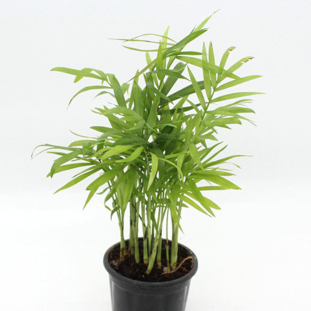 Areca Palm Air Purifier Natural Live Plant with Plastic Pot