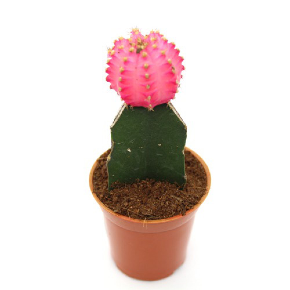 Pink Moon Cactus Live Plant with Pot | Natural Live Plant | Plastic Pot | Air Purifying | Succulent