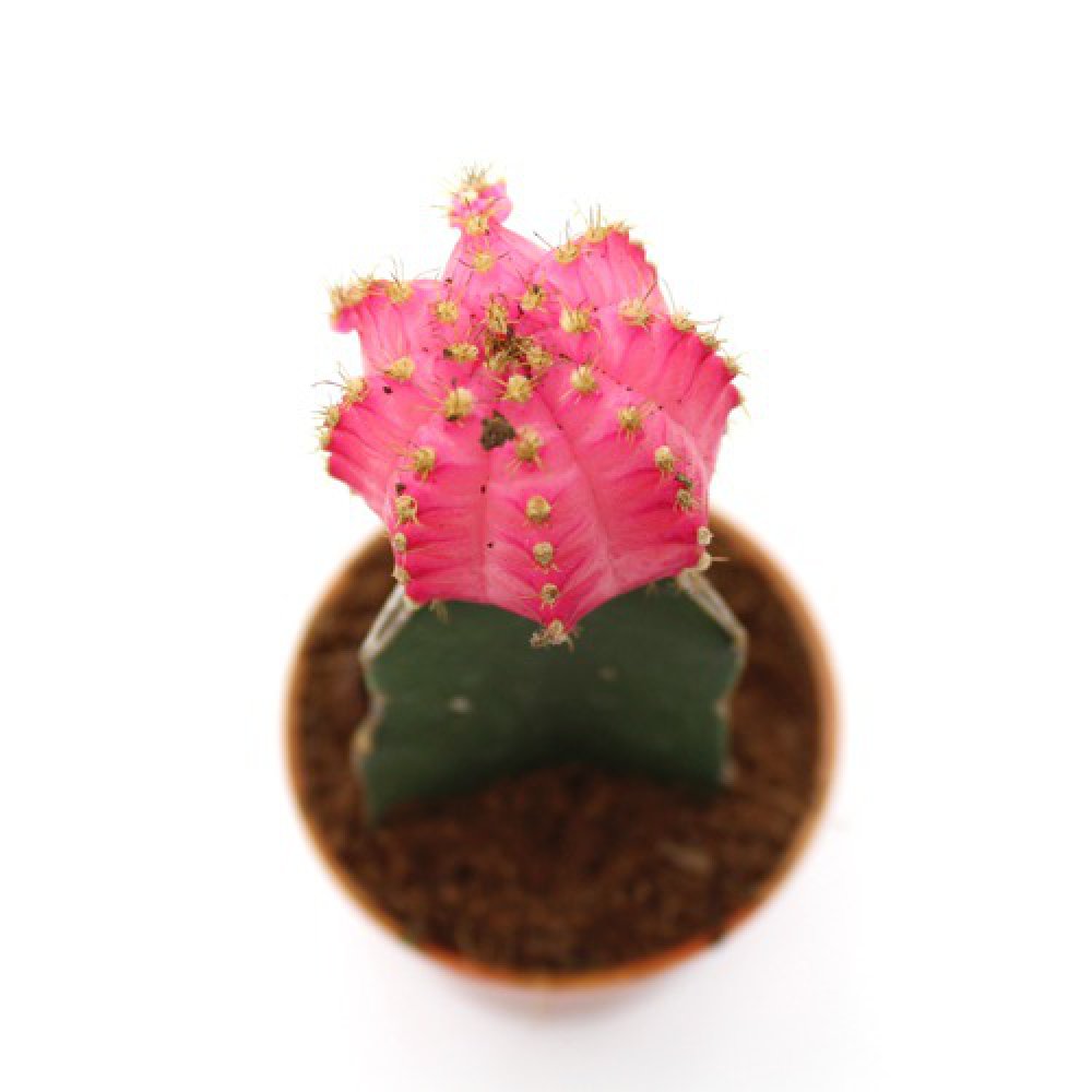 Pink Moon Cactus Live Plant with Pot | Natural Live Plant | Plastic Pot | Air Purifying | Succulent