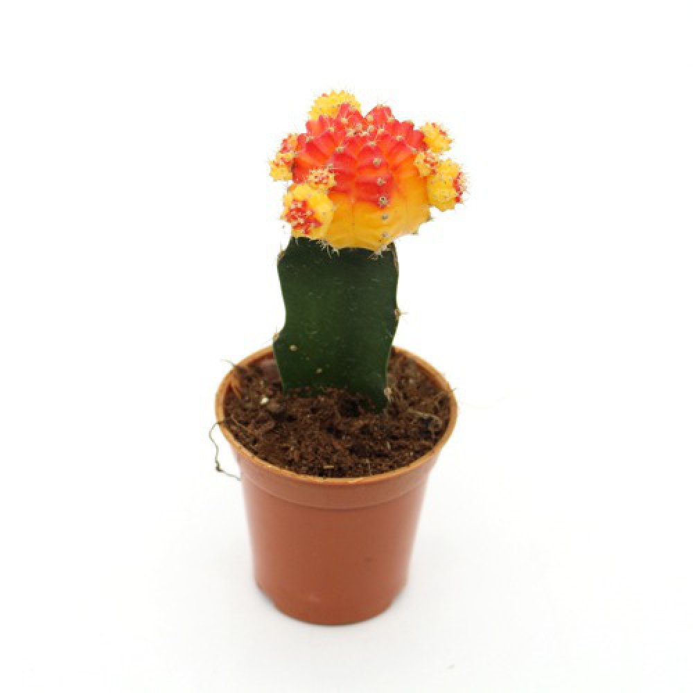 Moon Cactus Live Plant ( Yellow and pink) | Natural Live Plant | Plastic Pot | Air Purifying | Succulent