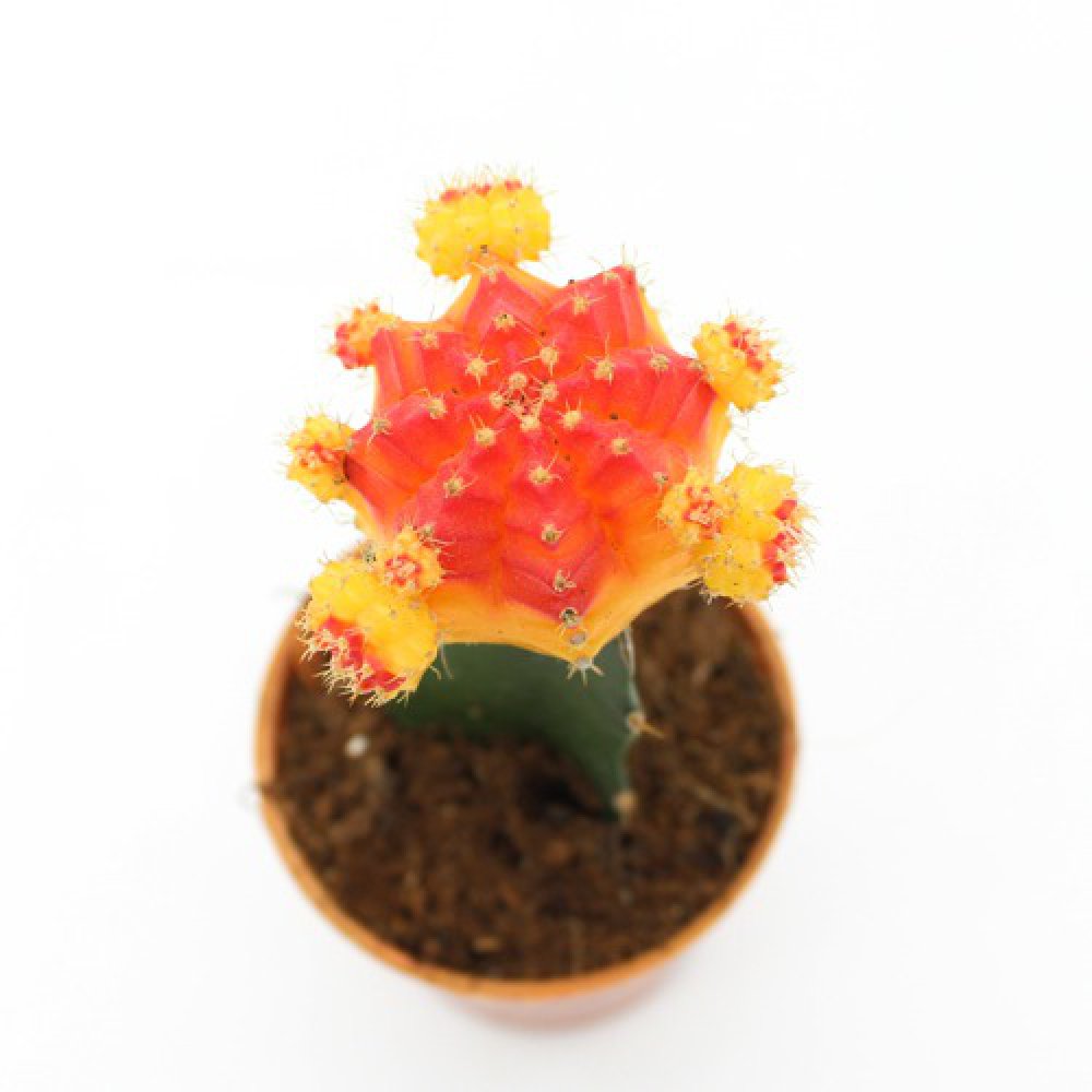 Moon Cactus Live Plant ( Yellow and pink) | Natural Live Plant | Plastic Pot | Air Purifying | Succulent