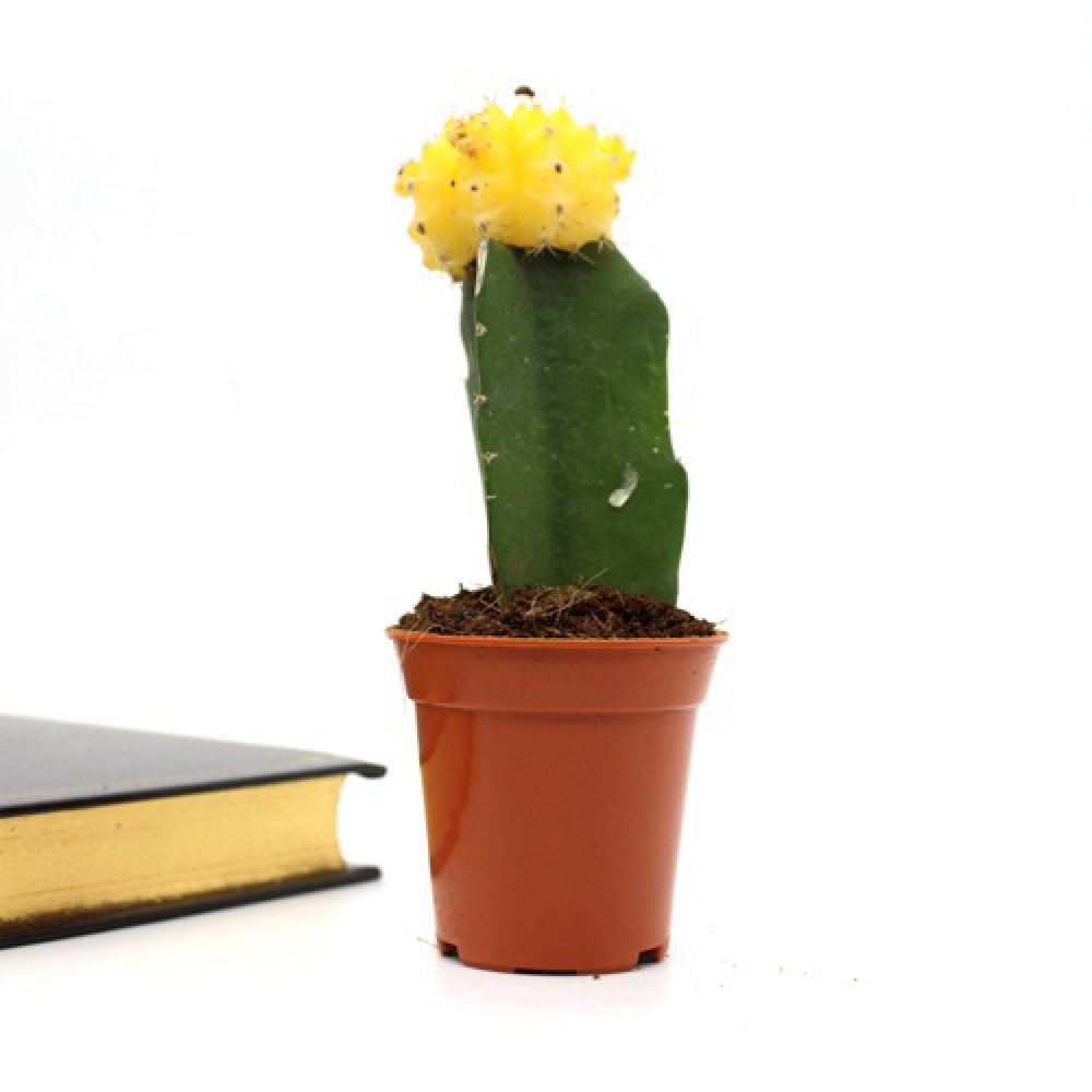 Yellow Moon Cactus Live Plant | Natural Live Plant | Plastic Pot | Air Purifying | Succulent