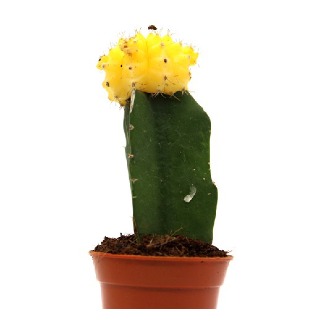 Yellow Moon Cactus Live Plant | Natural Live Plant | Plastic Pot | Air Purifying | Succulent