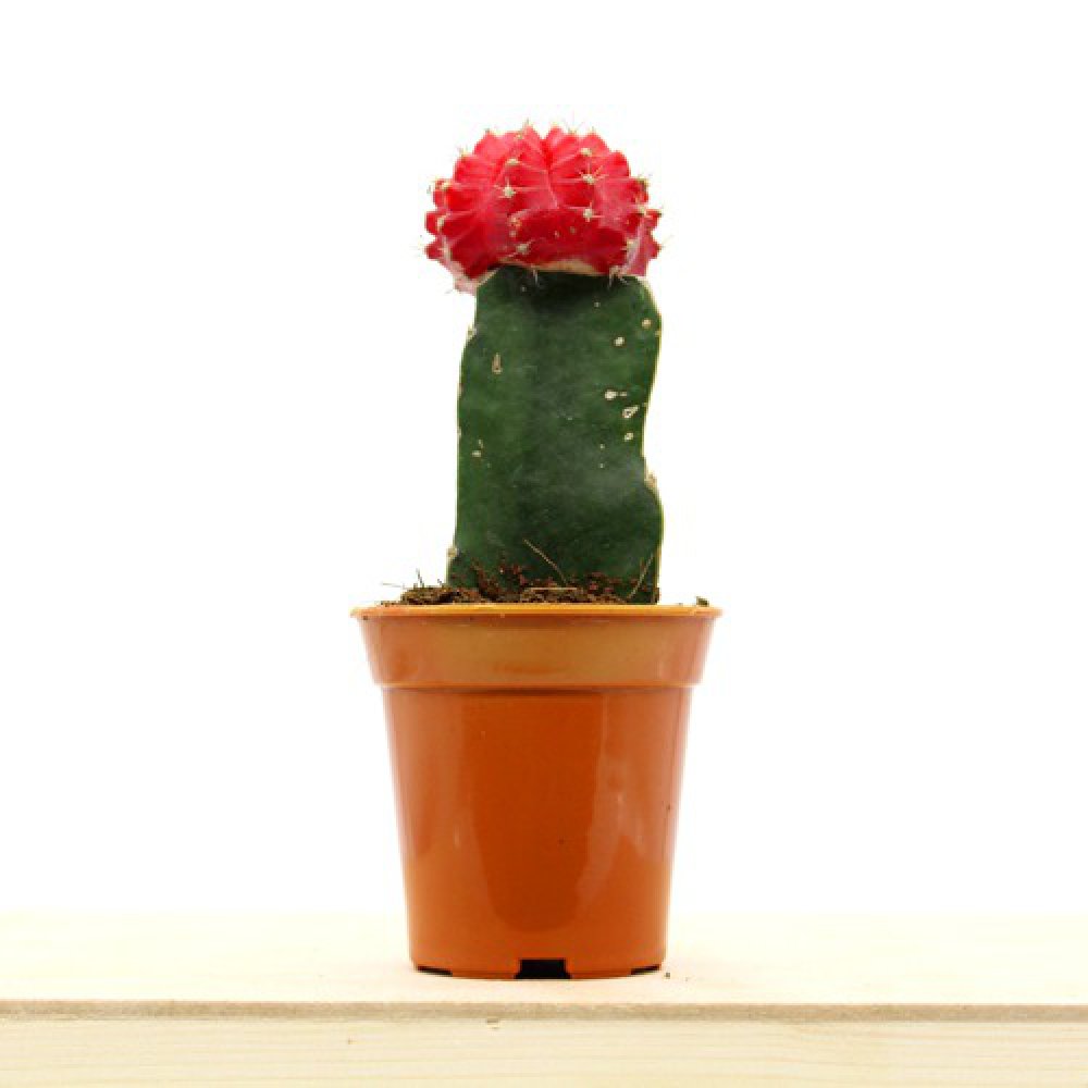 Red Moon Cactus Live Plant | Natural Live Plant | Plastic Pot | Air Purifying | Succulent