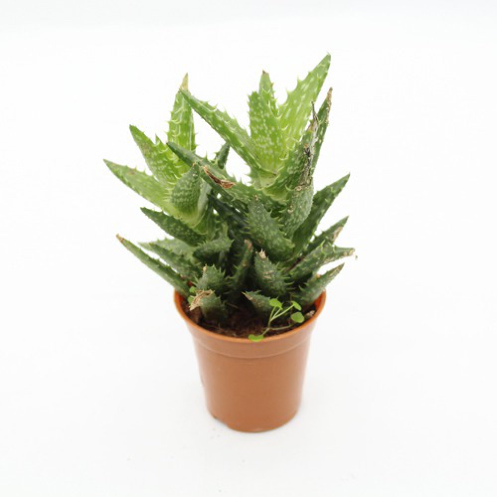 Aloe Juvenna (Tiger Tooth Aloe) Small Succulent Plant | Indoor Plants | Plants