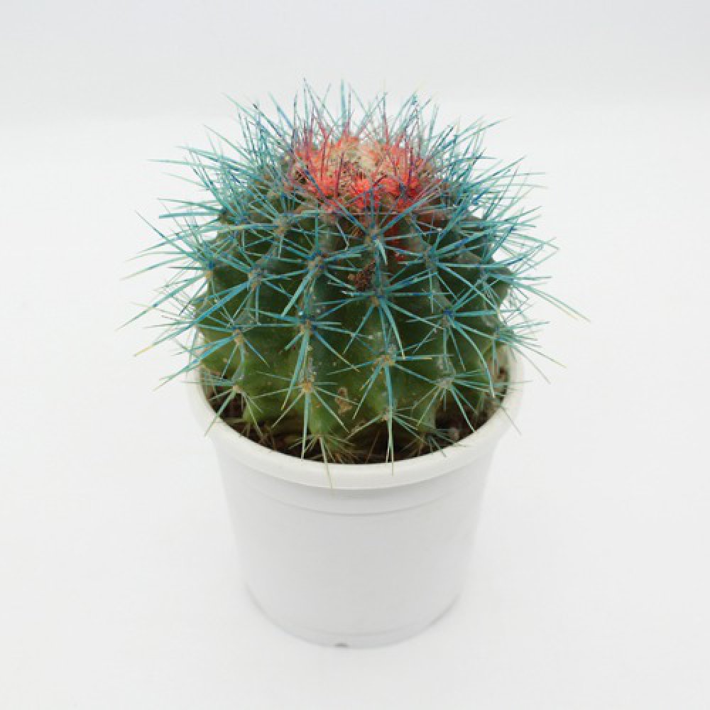 Echinocactus grusonii Painted Non-Grafted Blue -Orange Cactus | Colourful cactus | Cactus