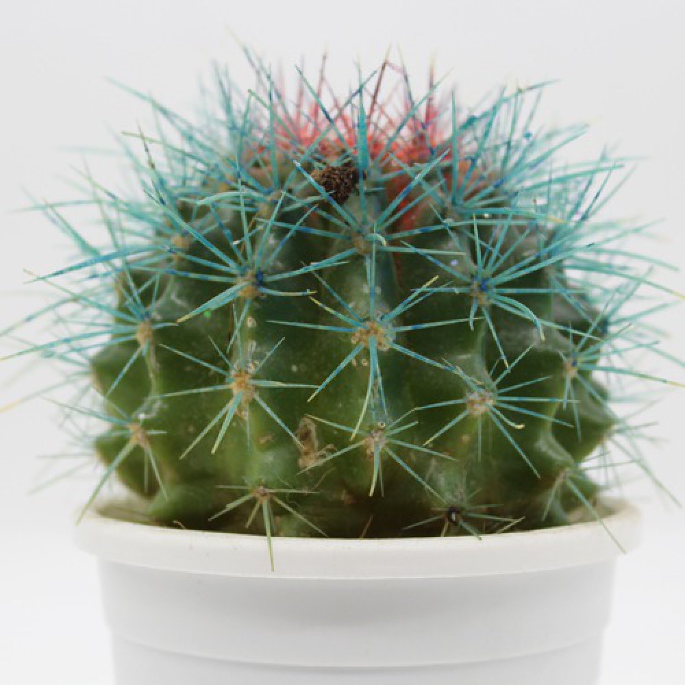 Echinocactus grusonii Painted Non-Grafted Blue -Orange Cactus | Colourful cactus | Cactus