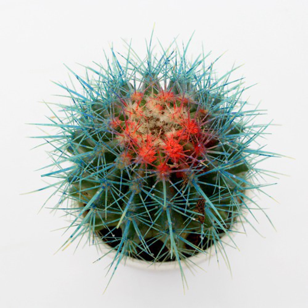 Echinocactus grusonii Painted Non-Grafted Blue -Orange Cactus | Colourful cactus | Cactus