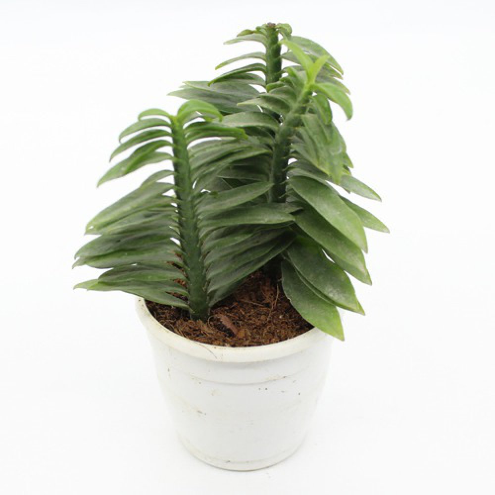 Pedilanthus Tithymaloides Nana Green Plant Plants For Decor | Decor | Plants | Indoor Plants