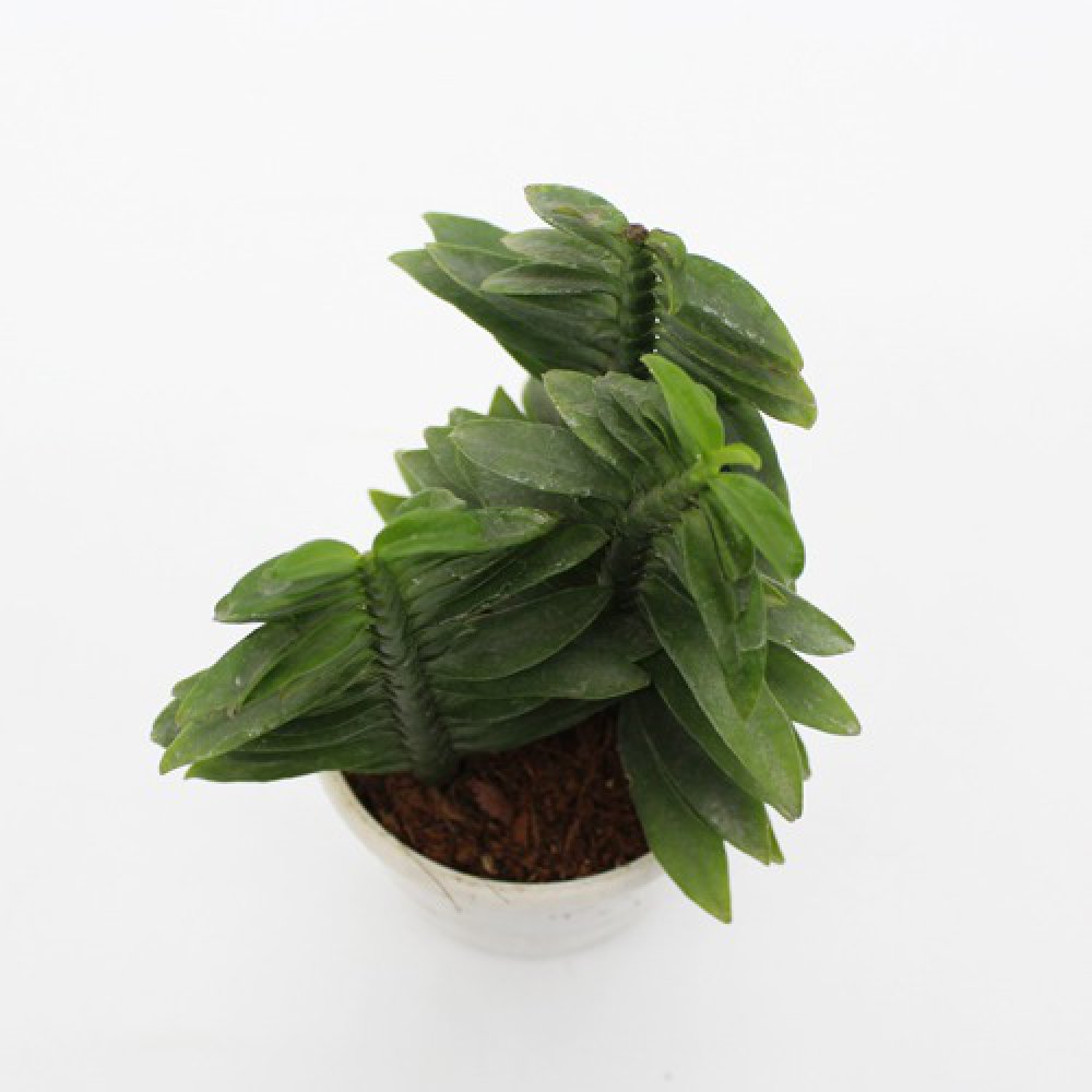 Pedilanthus Tithymaloides Nana Green Plant Plants For Decor | Decor | Plants | Indoor Plants