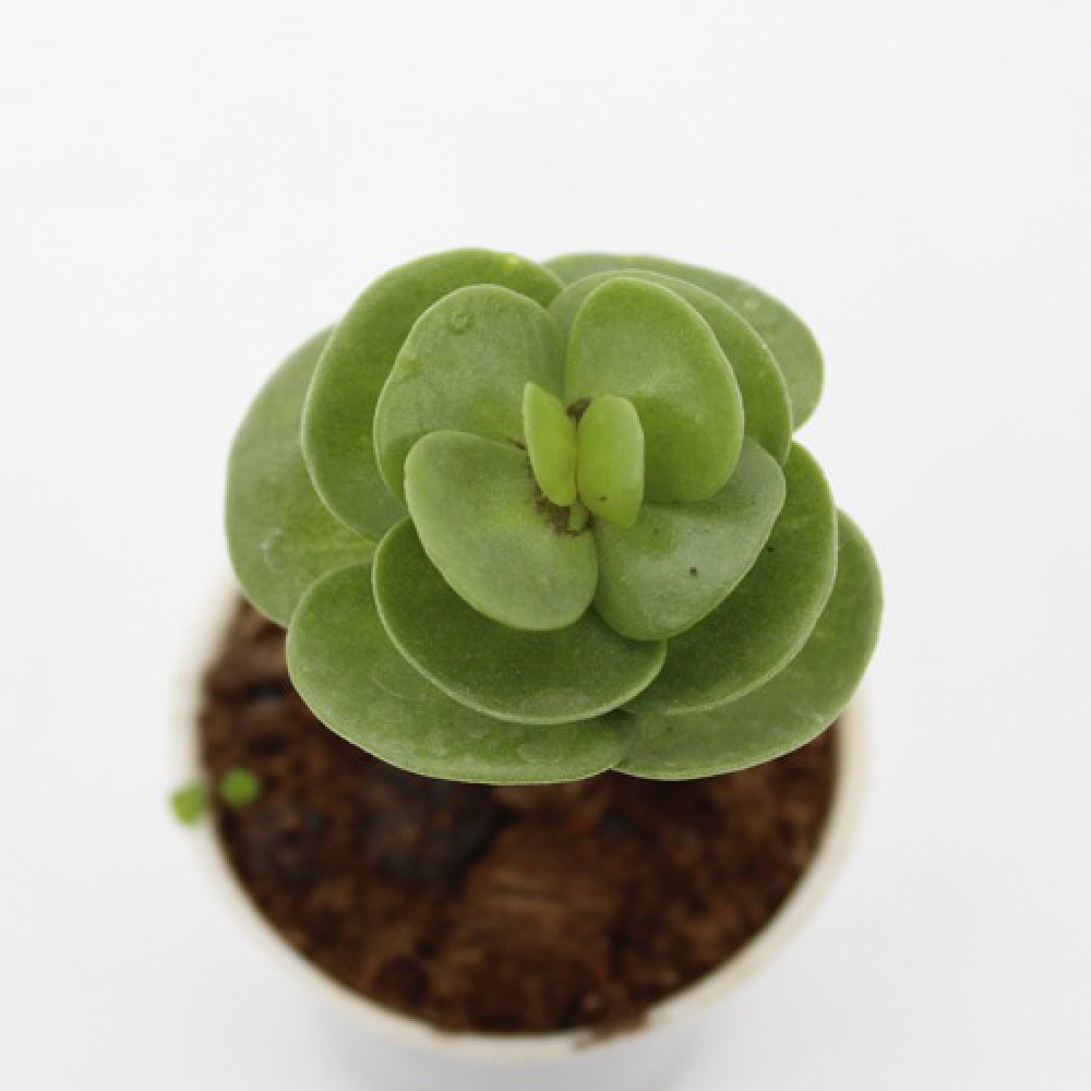 Portulaca Molokiniensis Succulent Plant | Indoor Plants | Plants | Home Office Table Plant