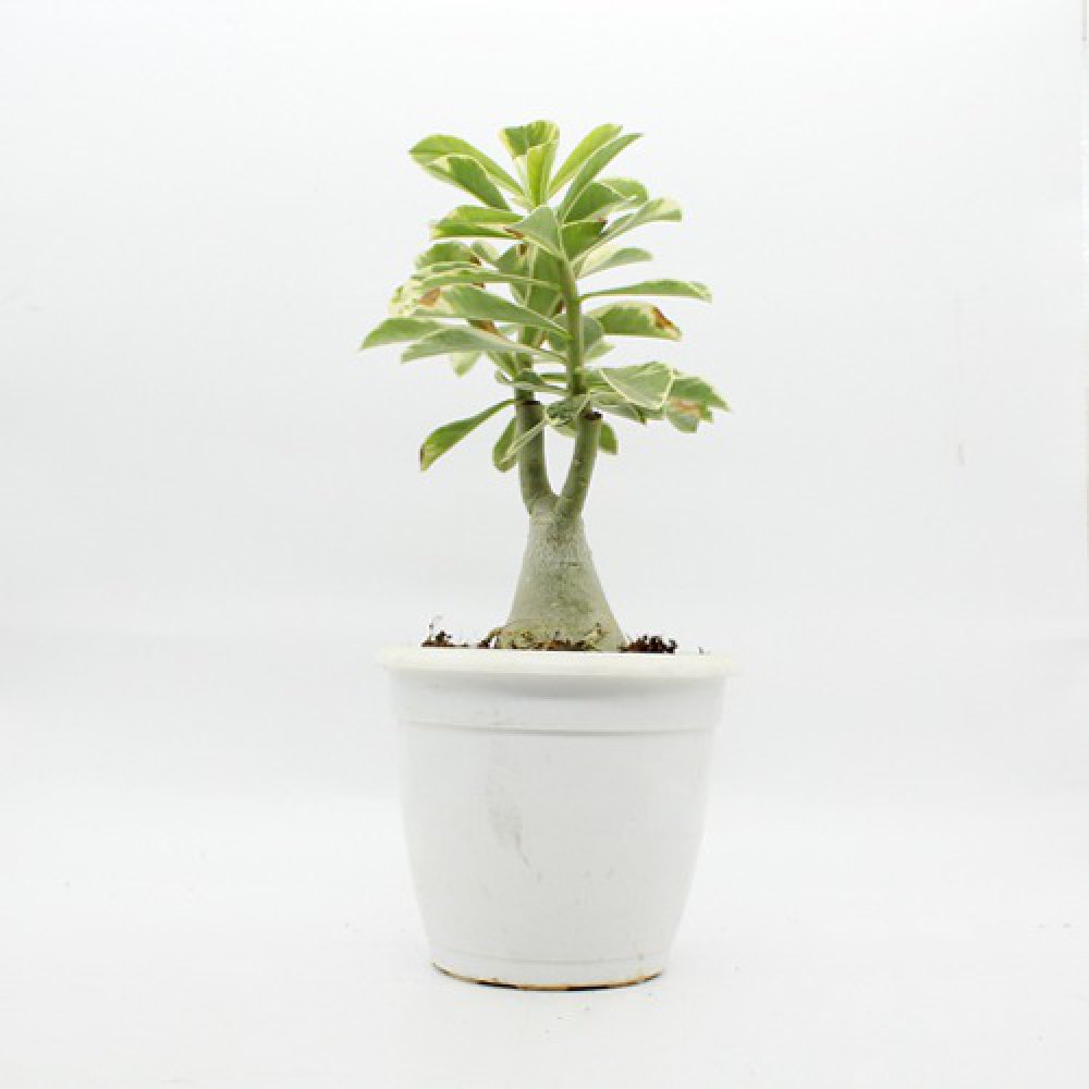 Wave Flower Adenium Single Layer White Flower Plant | Bonsai Live Plant