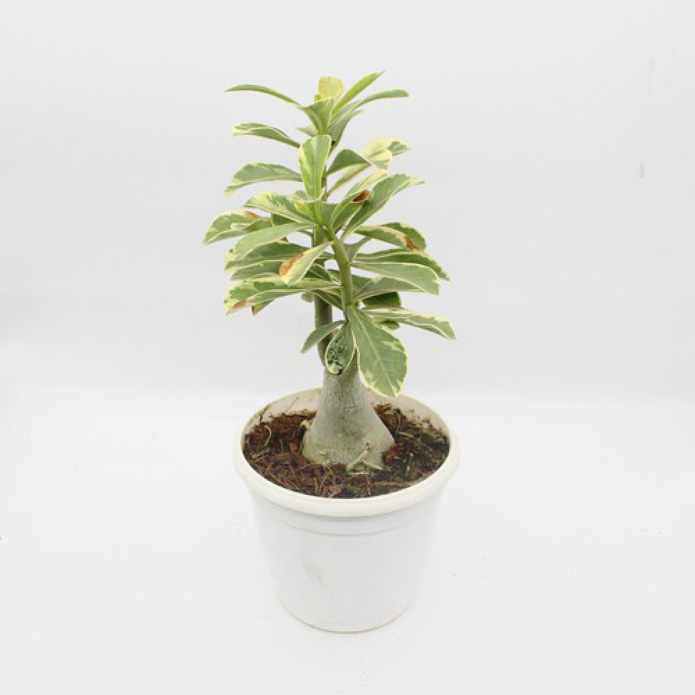 Wave Flower Adenium Single Layer White Flower Plant | Bonsai Live Plant