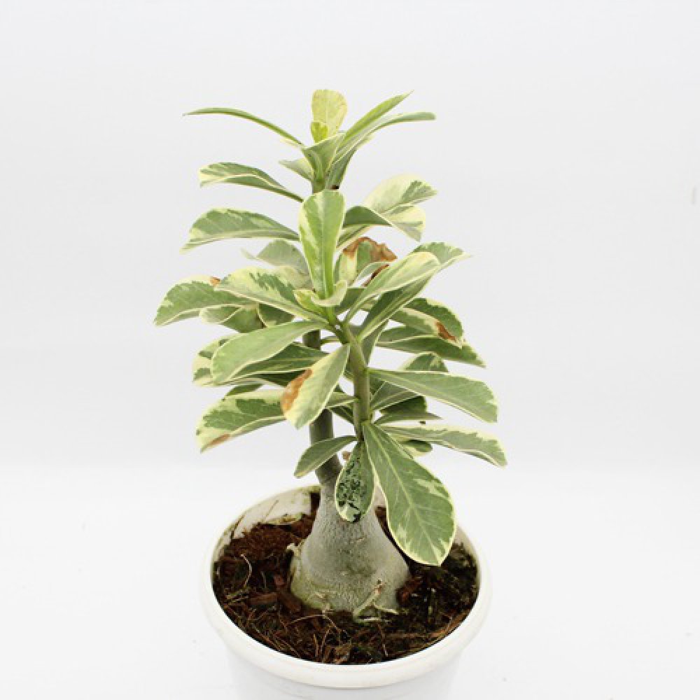 Wave Flower Adenium Single Layer White Flower Plant | Bonsai Live Plant