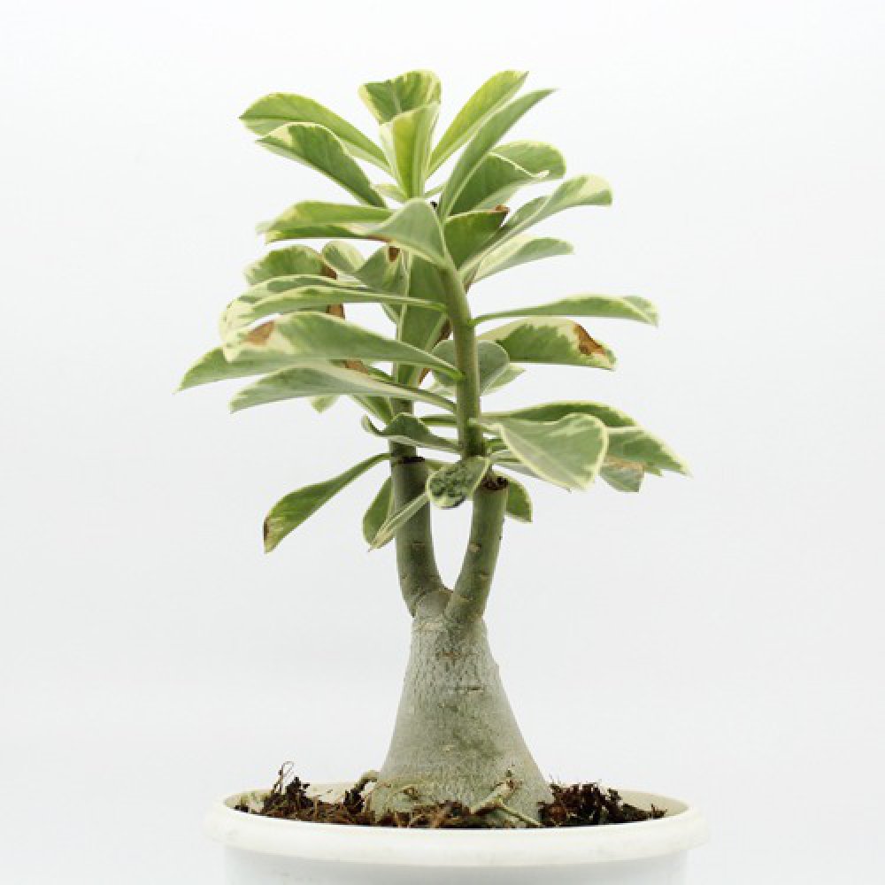 Wave Flower Adenium Single Layer White Flower Plant | Bonsai Live Plant