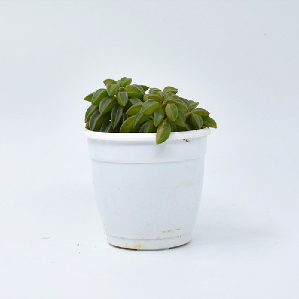 Pepromia Wolfgang Succulent | Plants | Indoor Plants