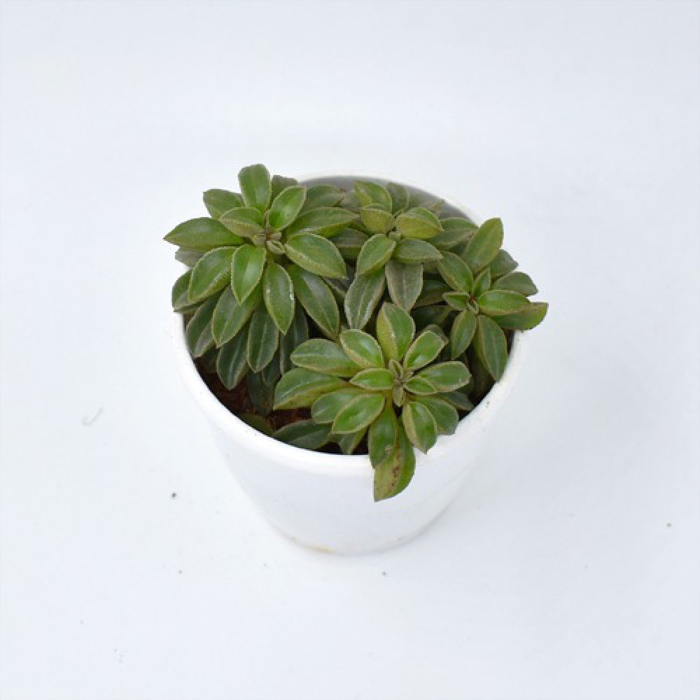 Pepromia Wolfgang Succulent | Plants | Indoor Plants