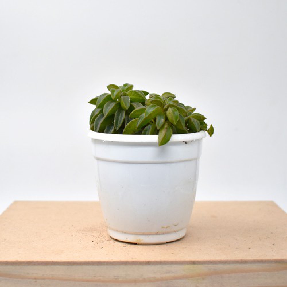 Pepromia Wolfgang Succulent | Plants | Indoor Plants