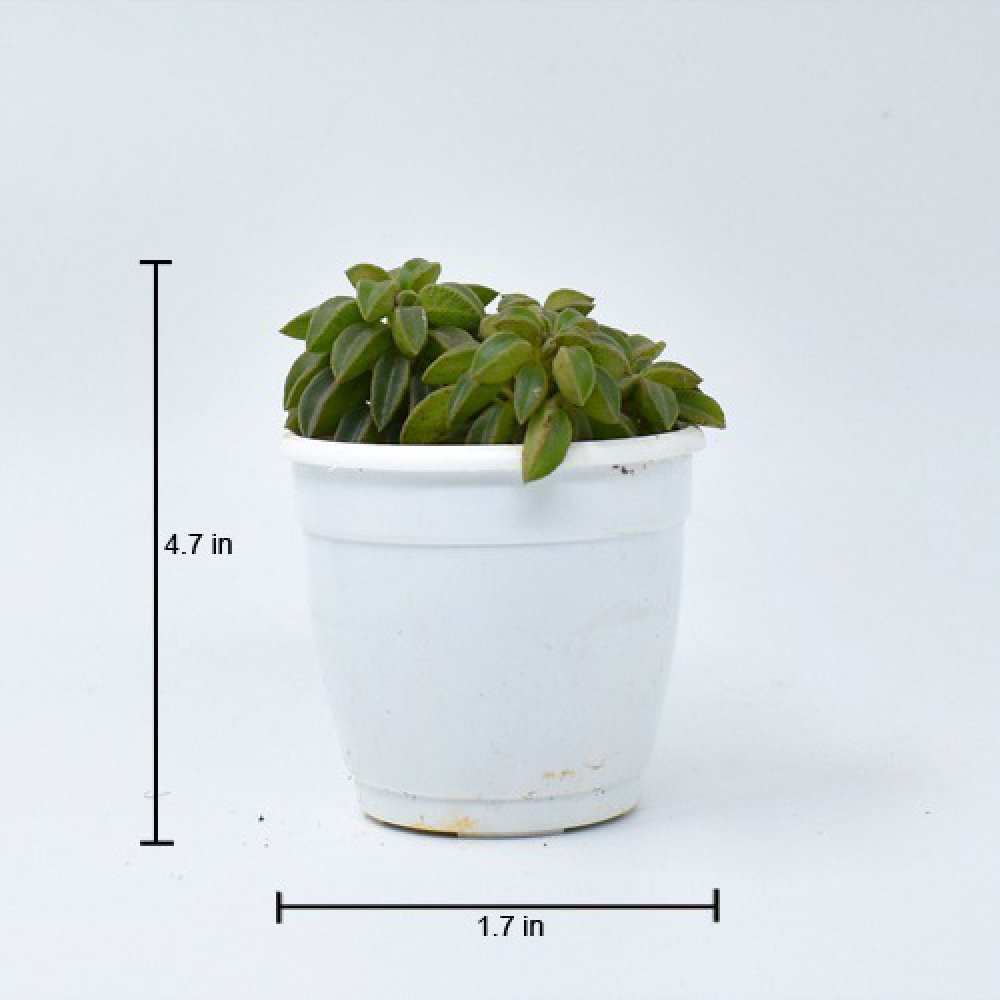 Pepromia Wolfgang Succulent | Plants | Indoor Plants