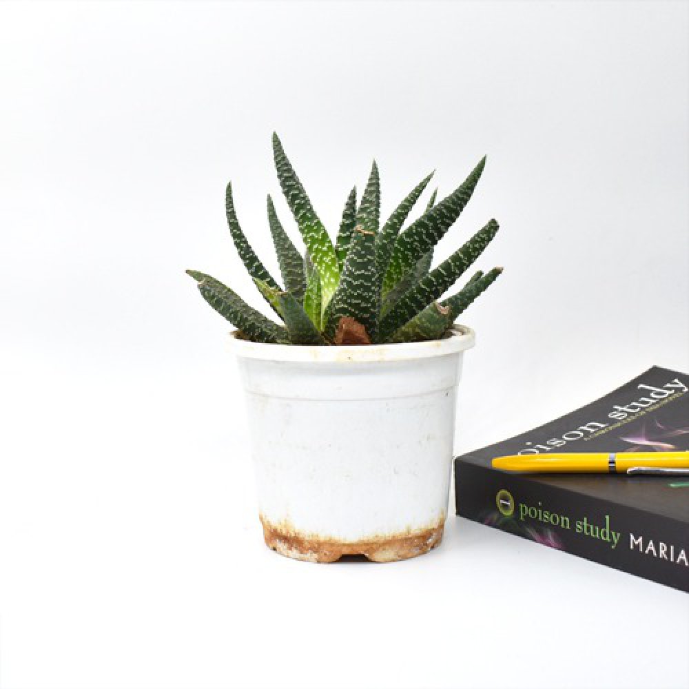 Haworthia Attenuata Zebra Succulent Plant | Indoor Plants | Plants | Plant For Decor