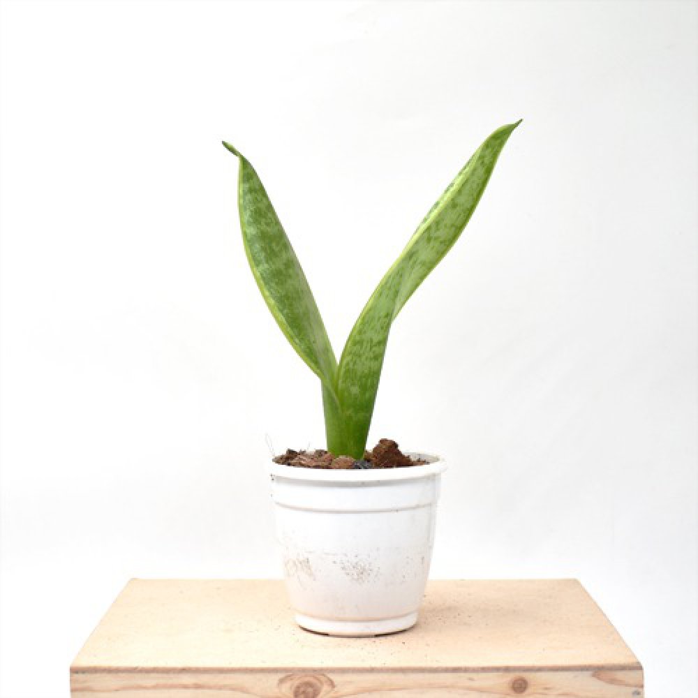 Sansevieria Laurentil Plants | Indoor Plants | Plants