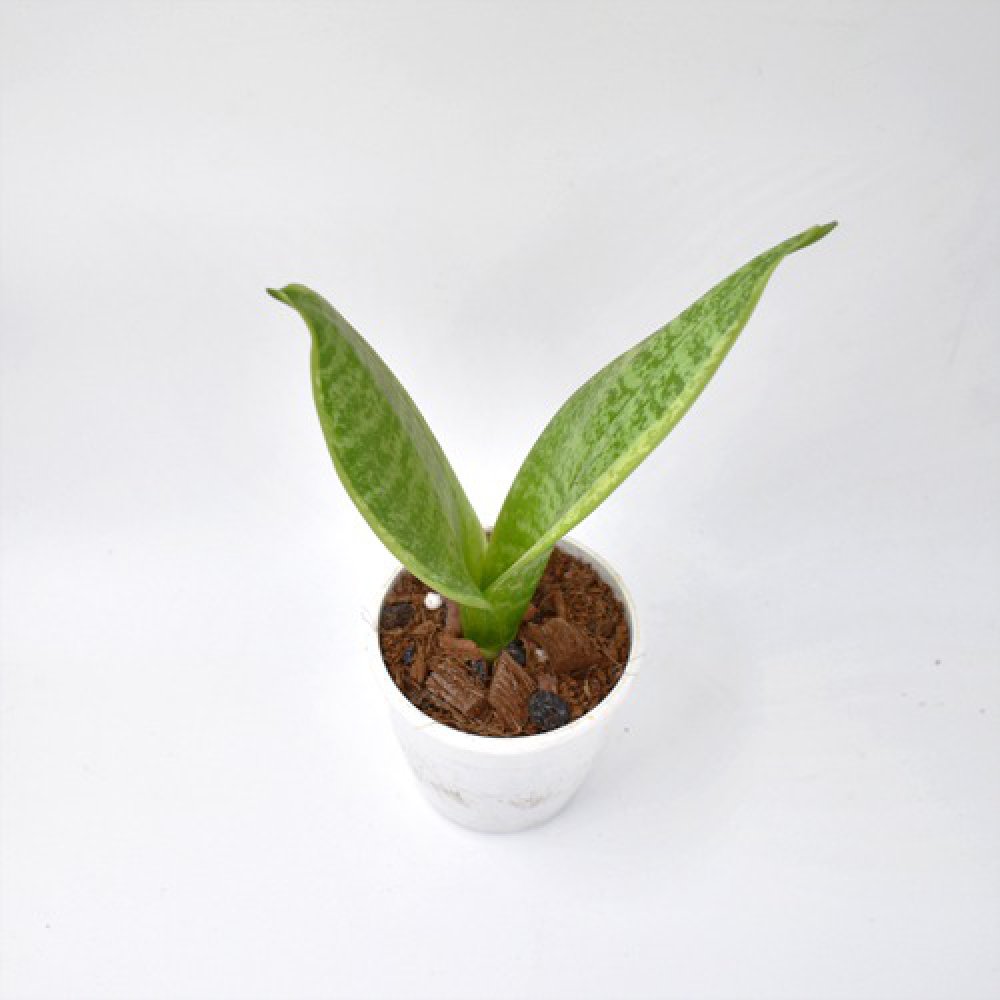 Sansevieria Laurentil Plants | Indoor Plants | Plants