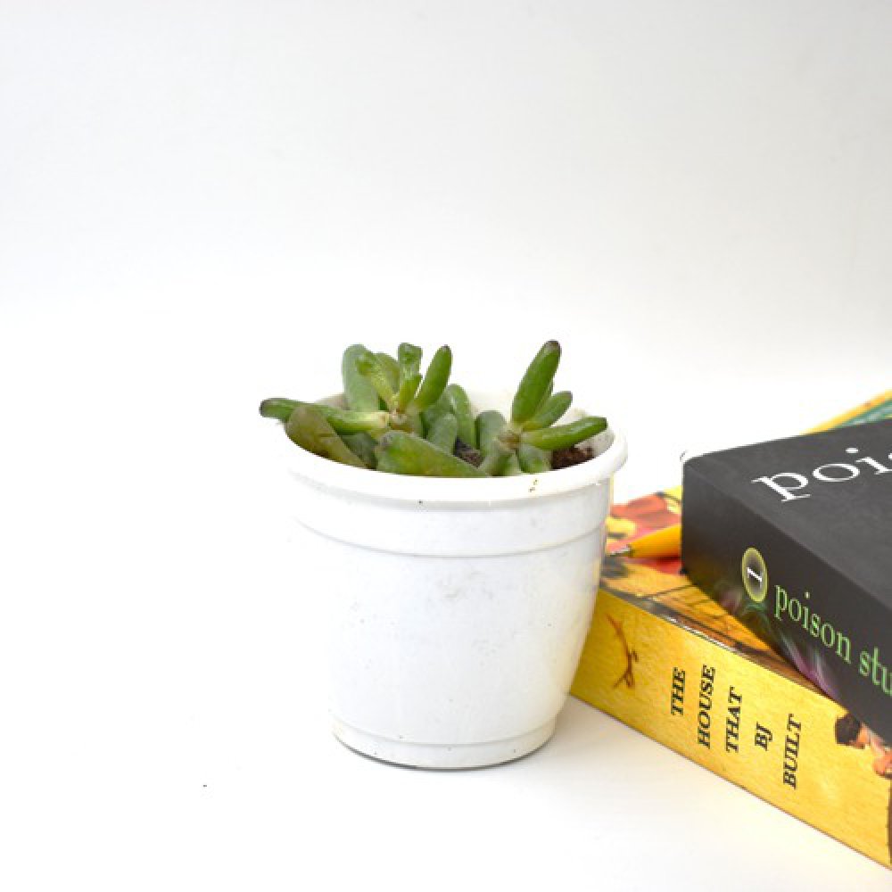 Crassula Ovata Plant | Plants For Decor | Decor | Plants | Indoor Plants