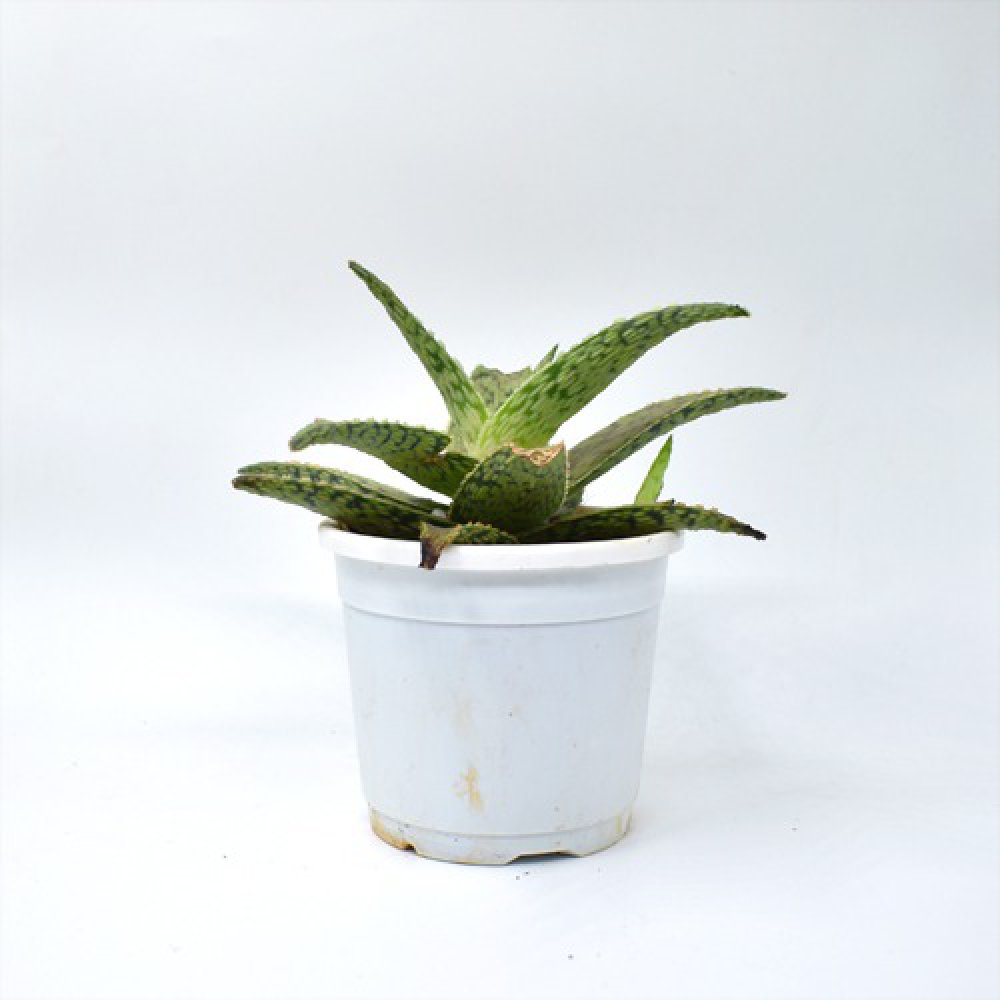 Aloe Snowflake Plants | Plants For Decor | Decor | Plants | Indoor Plants