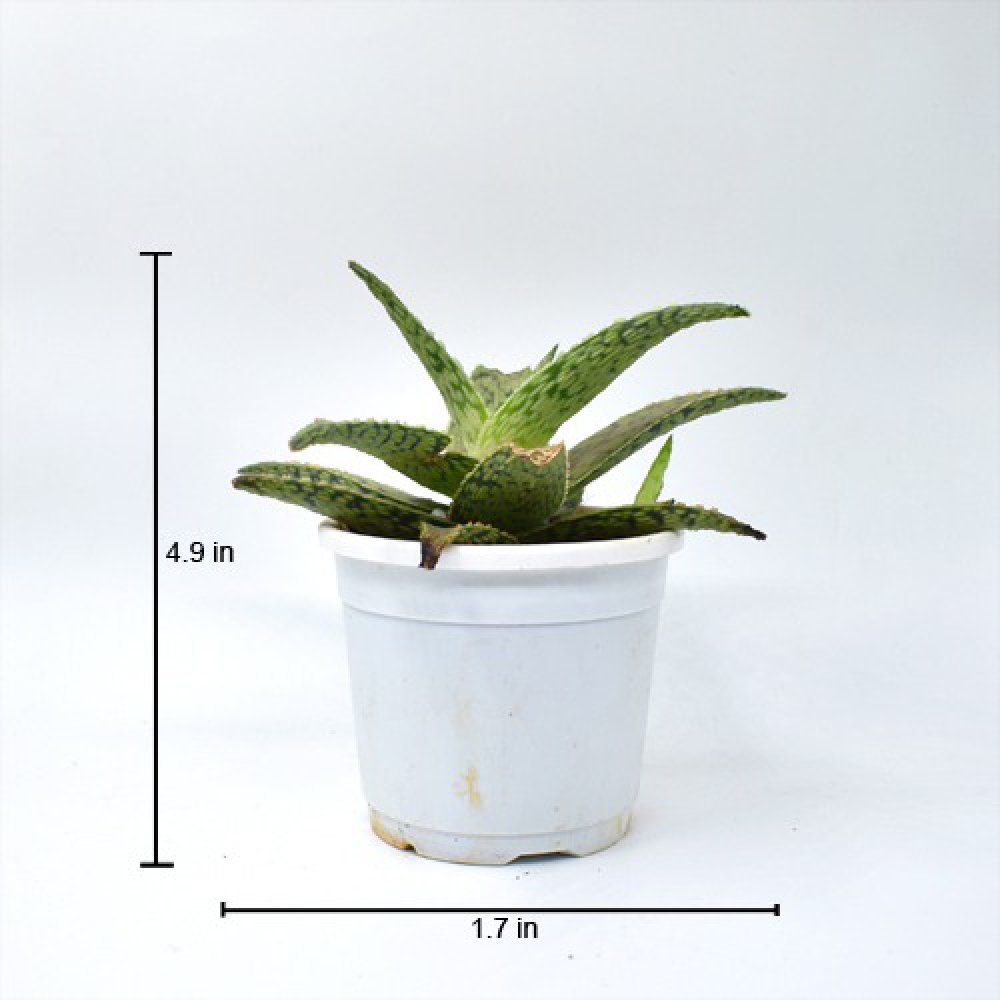 Aloe Snowflake Plants | Plants For Decor | Decor | Plants | Indoor Plants