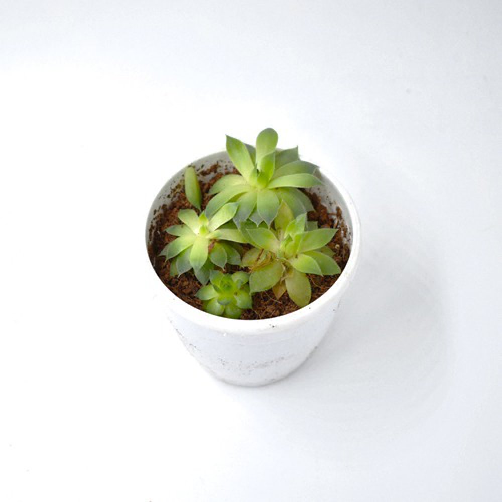 Echeveria Lotus | Pachyveria Cactus Small Plant | Plants For Decor | Decor | Indoor Plants