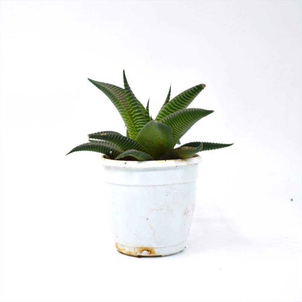 Haworthiopsis Limifolia Plant | Plants For Decor | Decor | Plants | Indoor Plants