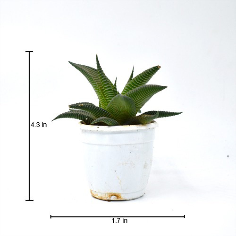 Haworthiopsis Limifolia Plant | Plants For Decor | Decor | Plants | Indoor Plants