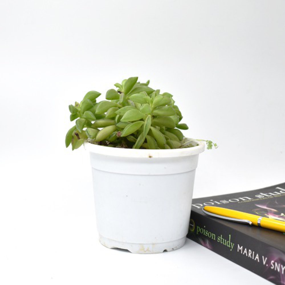 Peperomia Dolabriformis | Nivalis Peperomia Axillaris Plants For Decor | Decor | Plants | Indoor Plants