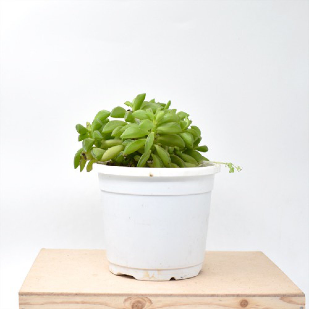 Peperomia Dolabriformis | Nivalis Peperomia Axillaris Plants For Decor | Decor | Plants | Indoor Plants