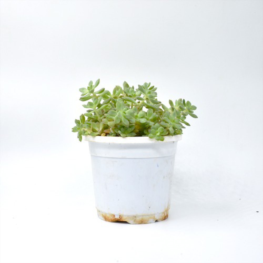 Sedum Palmeri Plant Plants For Decor | Decor | Plants | Indoor Plants